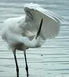 Aigrette garzette