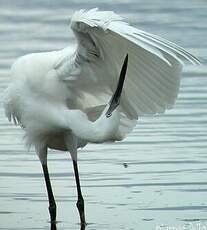 Aigrette garzette