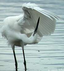 Aigrette garzette