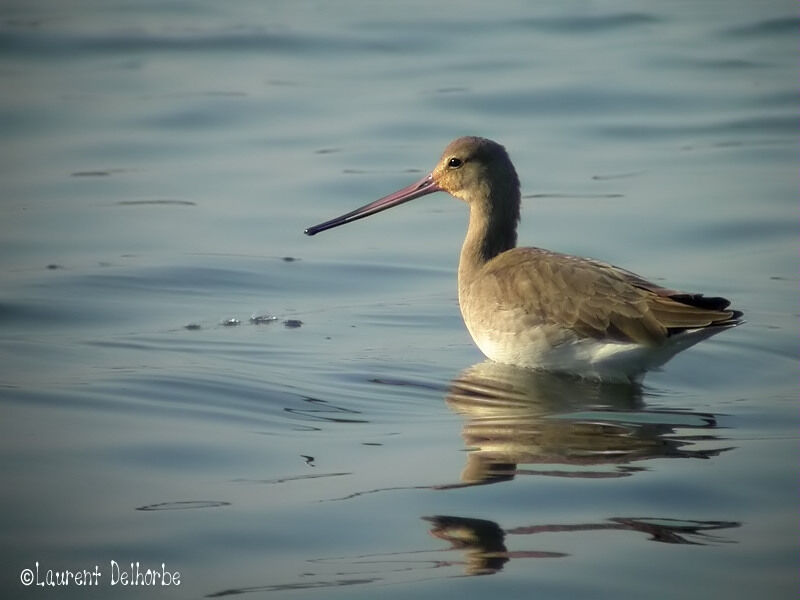 Black-tailed Godwit