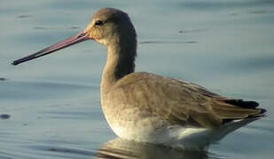 Black-tailed Godwit