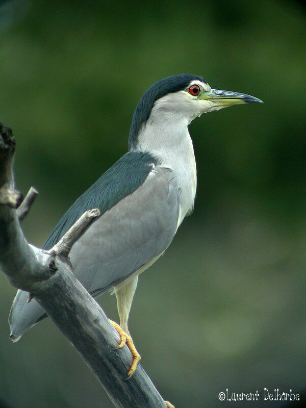 Black-crowned Night Heron