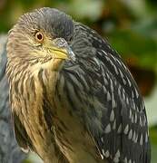 Black-crowned Night Heron