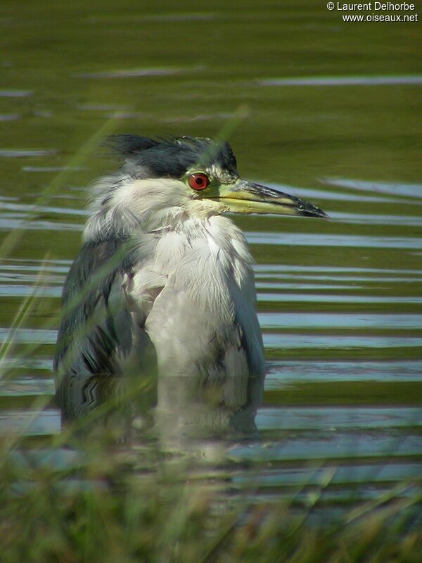 Black-crowned Night Heron