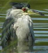 Black-crowned Night Heron