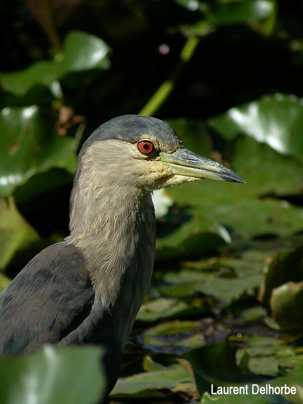 Black-crowned Night Heron