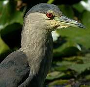 Black-crowned Night Heron