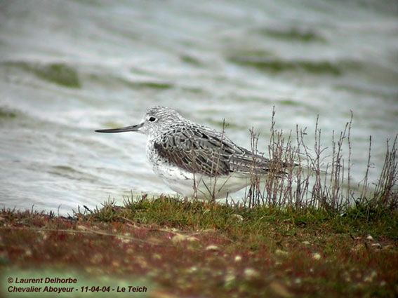 Common Greenshank