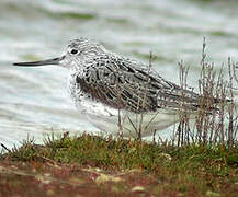 Common Greenshank