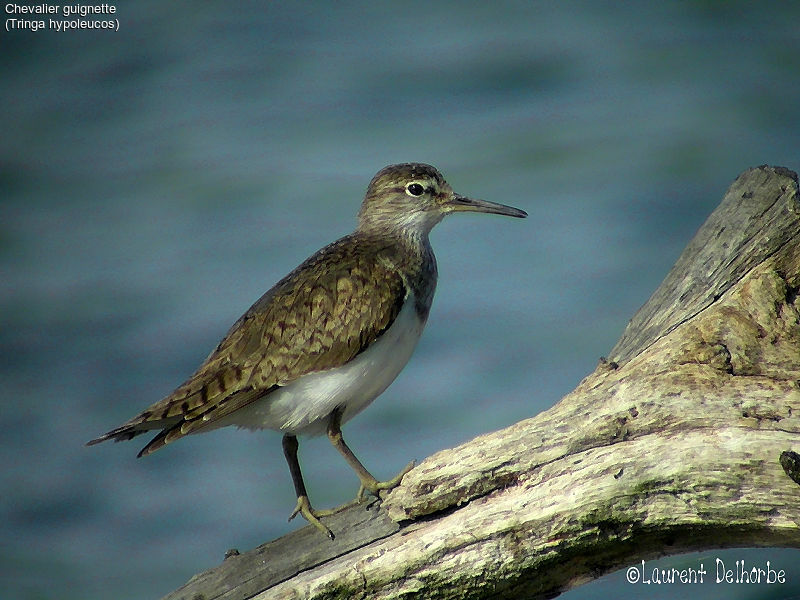 Common Sandpiper