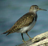 Common Sandpiper