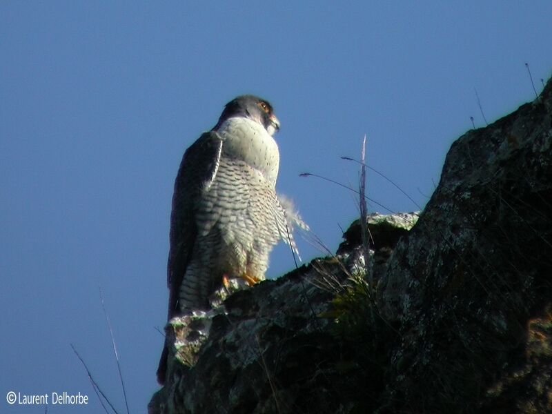 Peregrine Falcon