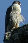 Peregrine Falcon