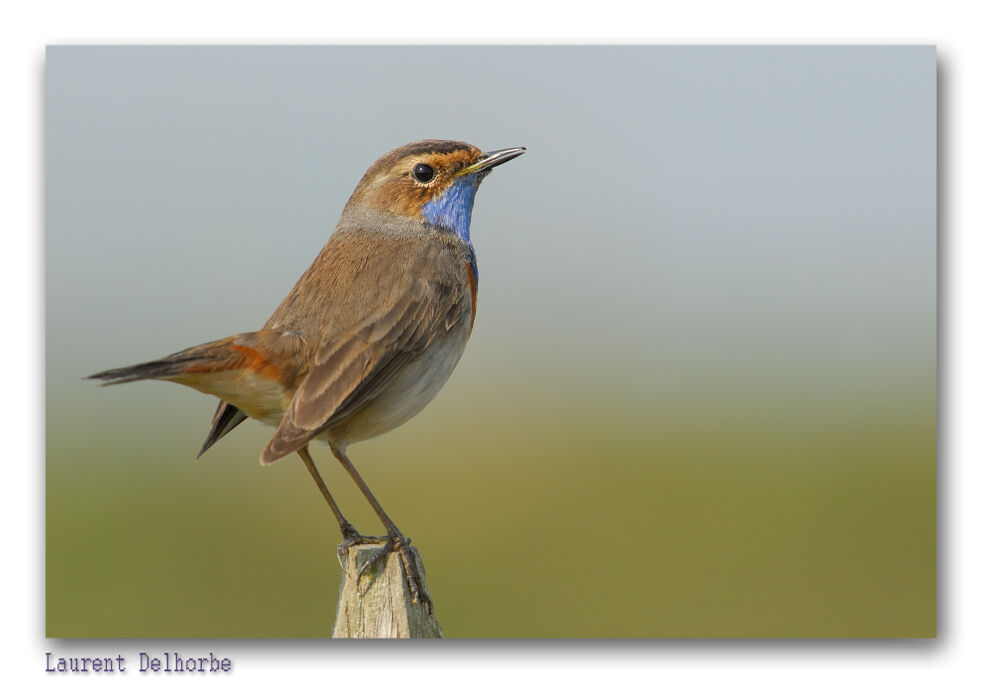 Bluethroat male adult