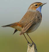 Bluethroat