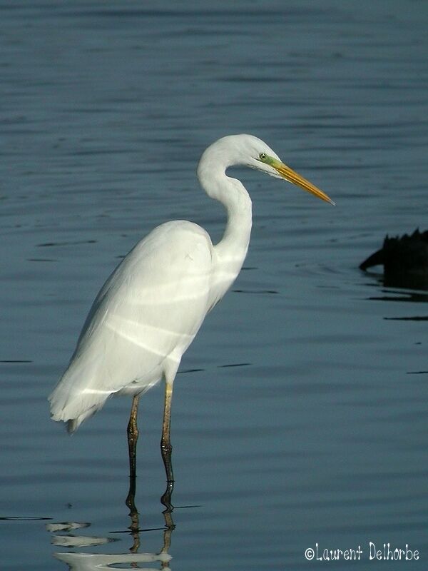 Great Egret