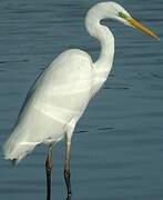 Grande Aigrette