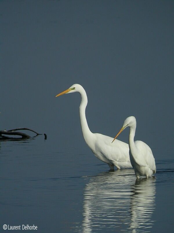 Grande Aigrette