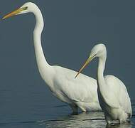 Grande Aigrette