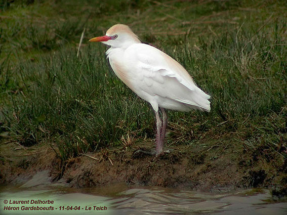 Western Cattle Egret