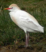 Western Cattle Egret