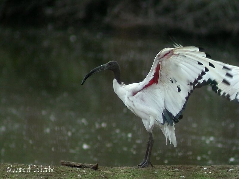 African Sacred Ibis