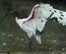 African Sacred Ibis