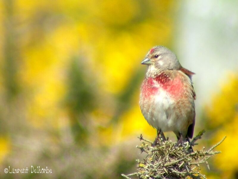 Common Linnet