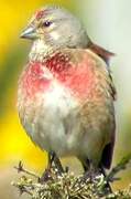 Common Linnet