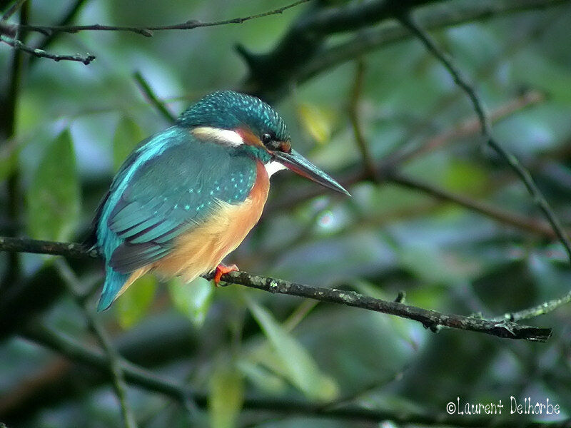 Common Kingfisher