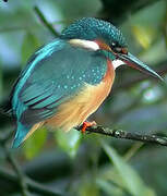 Common Kingfisher