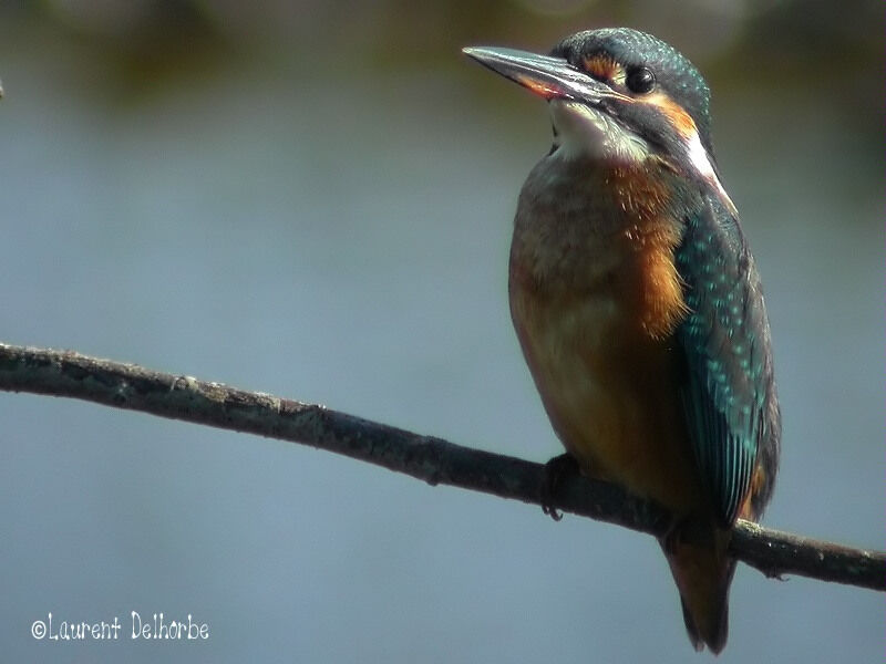 Common Kingfisher