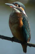 Common Kingfisher