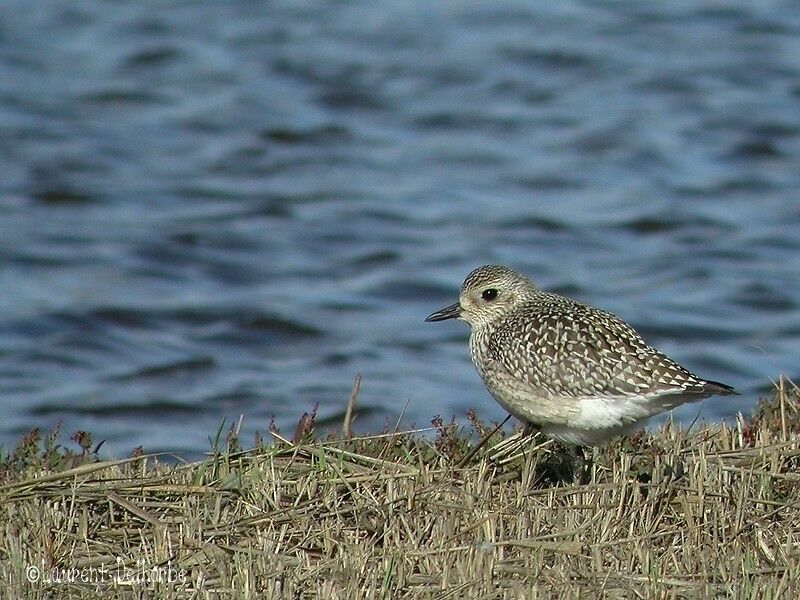 Grey Plover