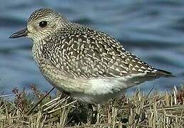 Grey Plover