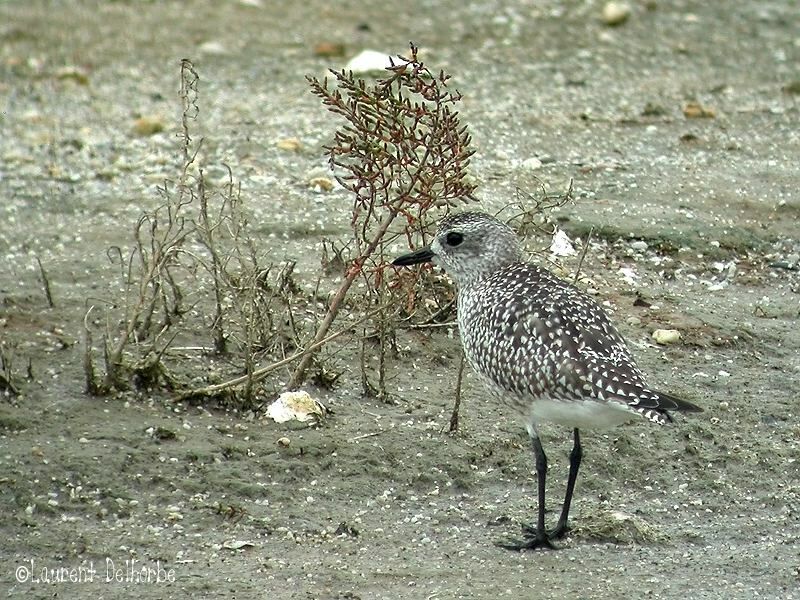 Grey Plover