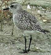 Grey Plover