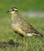 Eurasian Dotterel