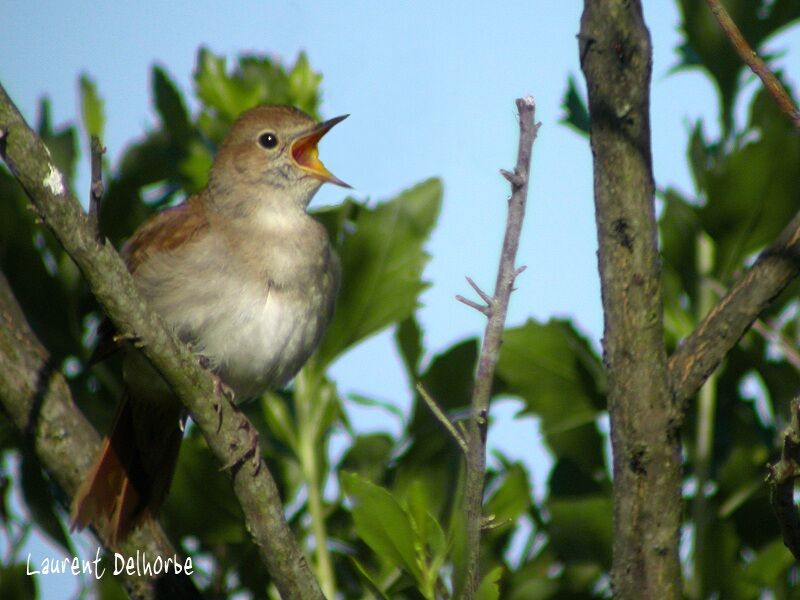 Common Nightingale