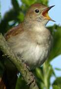 Common Nightingale