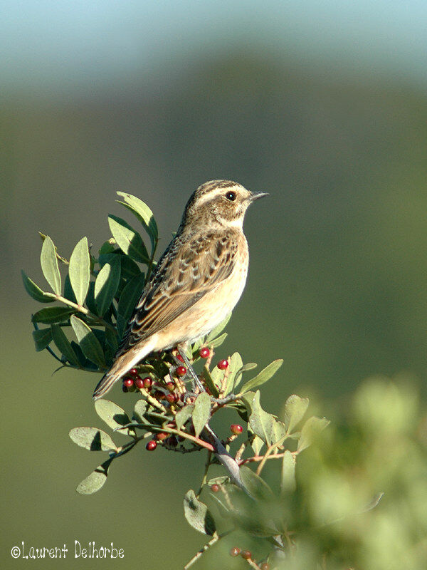 Whinchat