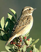 Whinchat