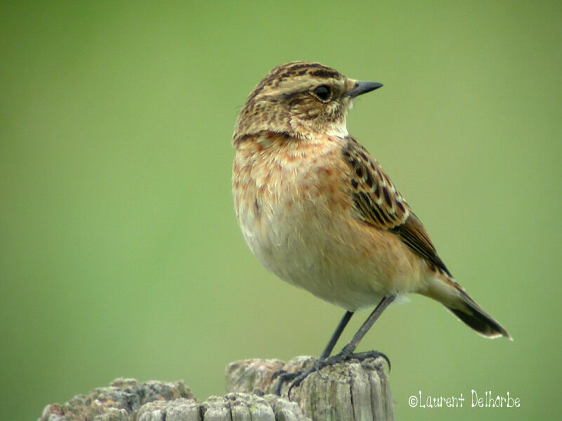 Whinchat