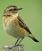 Whinchat