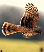 Hen Harrier