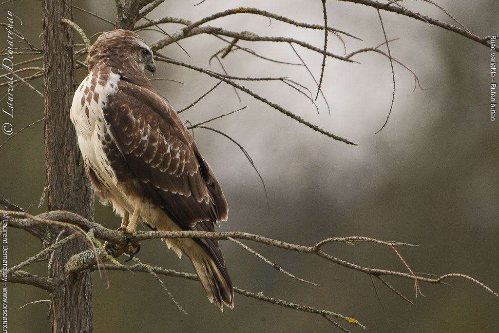 Buse variable