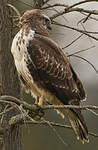Buse variable