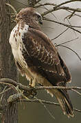 Common Buzzard