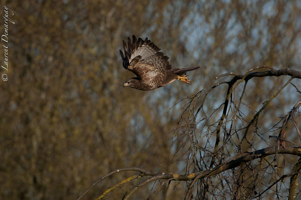 Buse variable