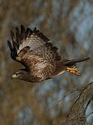 Common Buzzard